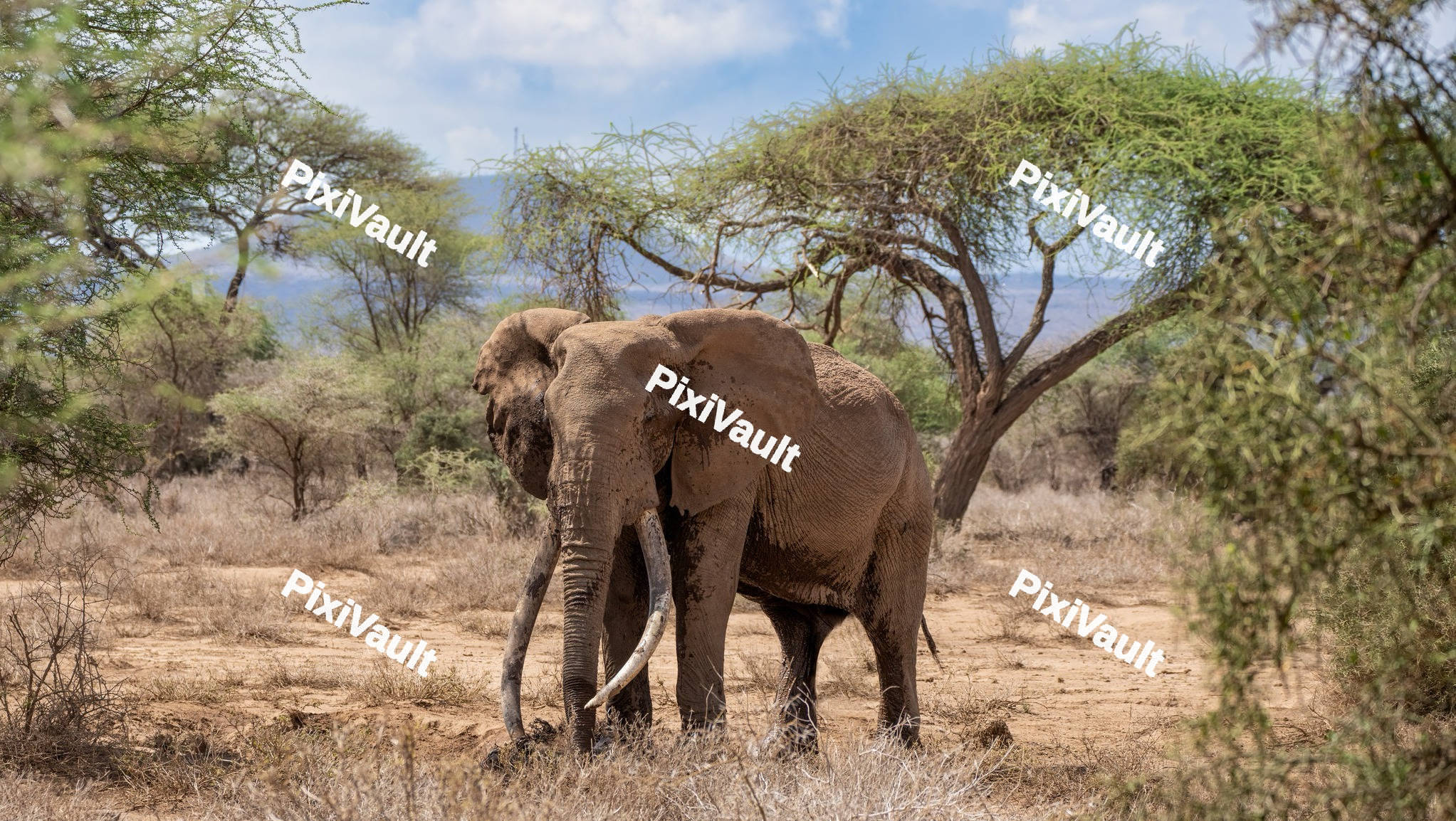 African Elephant